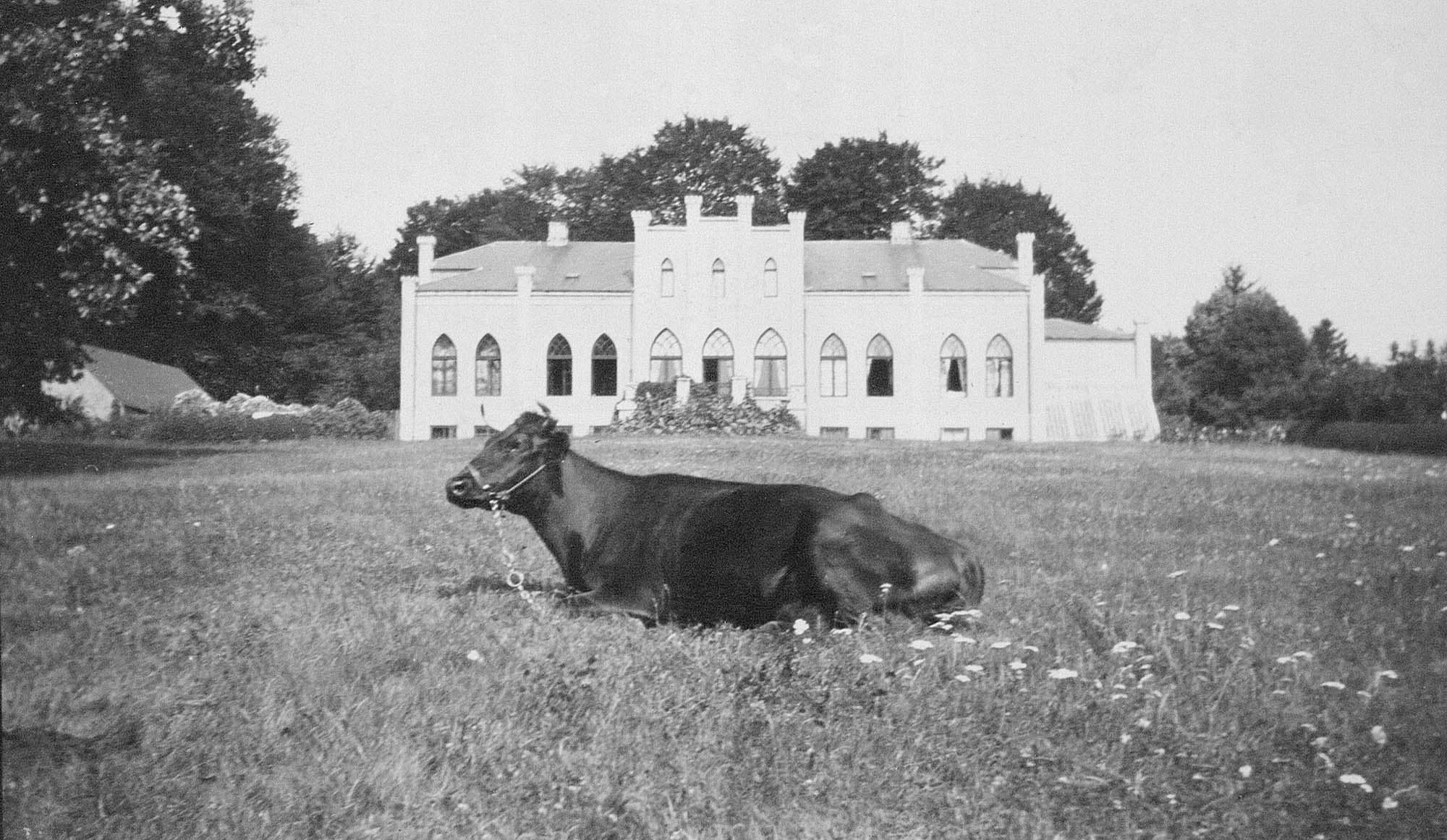 Damgaard set fra Lillebælt-siden, sommeren 1917. (KB, HA Acc. 2008/25). 